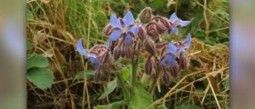 Borage oil benefits