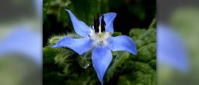 Borage oil side effects
