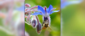 Borage seed oil