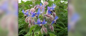 Borage tea facts
