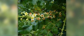 Boswellia extract info