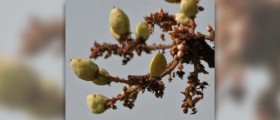 Boswellia serrata facts