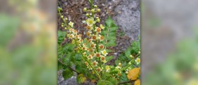Boswellia side effects