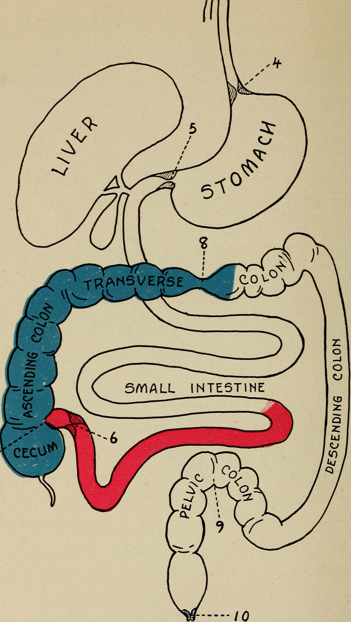 Frequent bowel movements General center