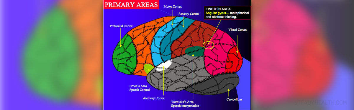 Reticular activating system | General center | SteadyHealth.com