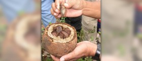 Brazil nuts health benefits