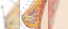 Montgomery's Tubercules