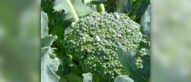 Broccoli nutrition facts