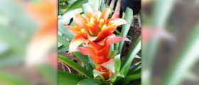 Bromelain enzyme information