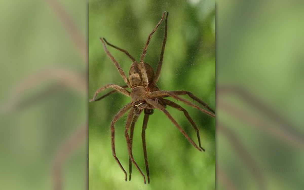 Brown recluse bite stages | General center | SteadyHealth.com