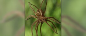 Brown recluse bite stages