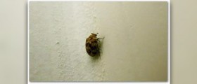 Bug bites that itch