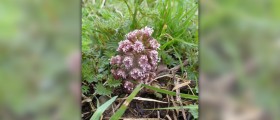 Butterbur for allergies