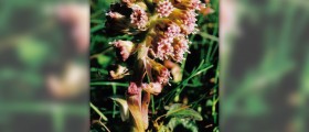 Butterbur side effects