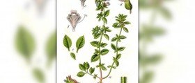 Calamine lotion uses