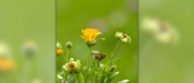 Calendula oil benefits