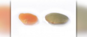 Calories in lentils review