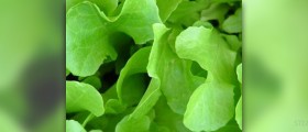Calories in lettuce