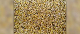 Calories in quinoa