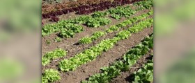 Calories in romaine lettuce