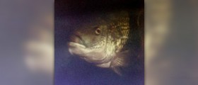 Calories in tilapia fish