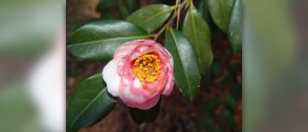 Camellia oil facts