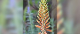 Can aloe vera be important to your health?