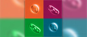 Candida and birth control pill: how are they connected?