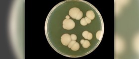 Candida cleanse products