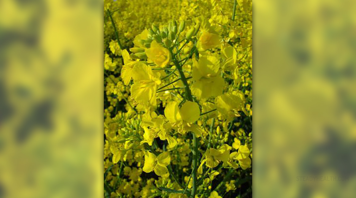 canola-oil-nutrition-facts-general-center-steadyhealth