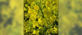Canola oil nutrition facts