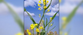 Canola oil vs vegetable oil