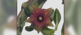 Caralluma burn review