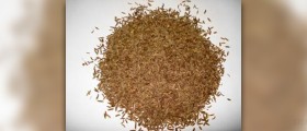 Caraway oil facts