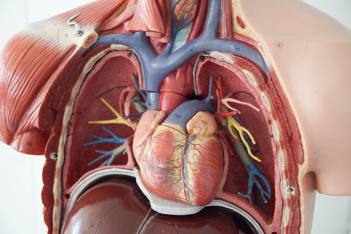 cardiovascular-system-function-general-center-steadyhealth