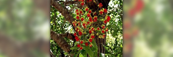 Cassia seed side effects