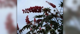 Castor oil as laxative