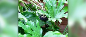Castor oil plant info