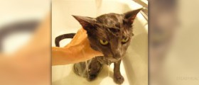 Cat allergy symptoms