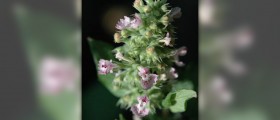 Catnip effects on humans
