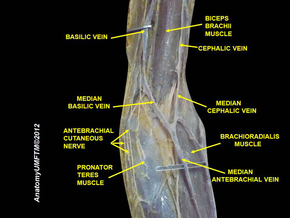 causes-for-middle-back-pain-general-center-steadyhealth