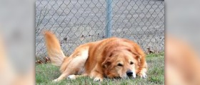 Causes of depression in dogs