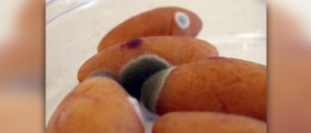 Causes of food spoilage
