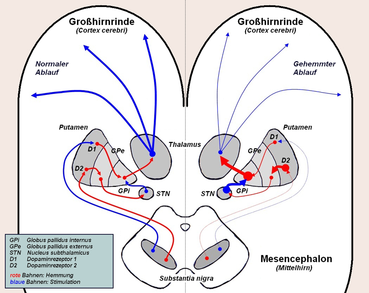 causes-of-high-platelet-count-general-center-steadyhealth