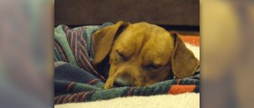 Causes of kennel cough