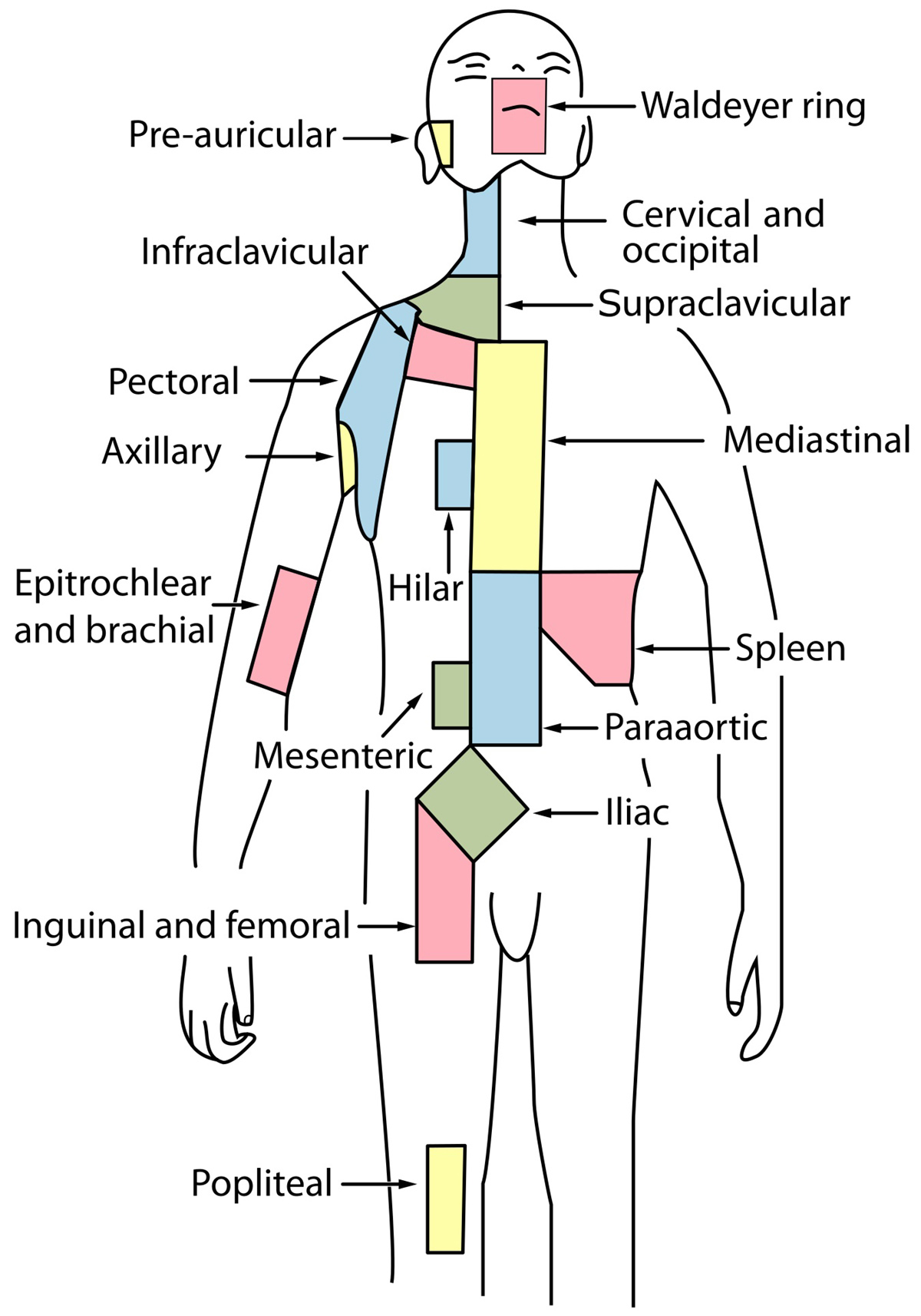 left and right supraclavicular lymph nodes swollen