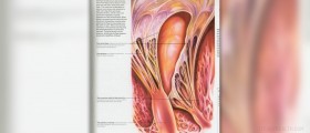 Causes of mitral regurgitation