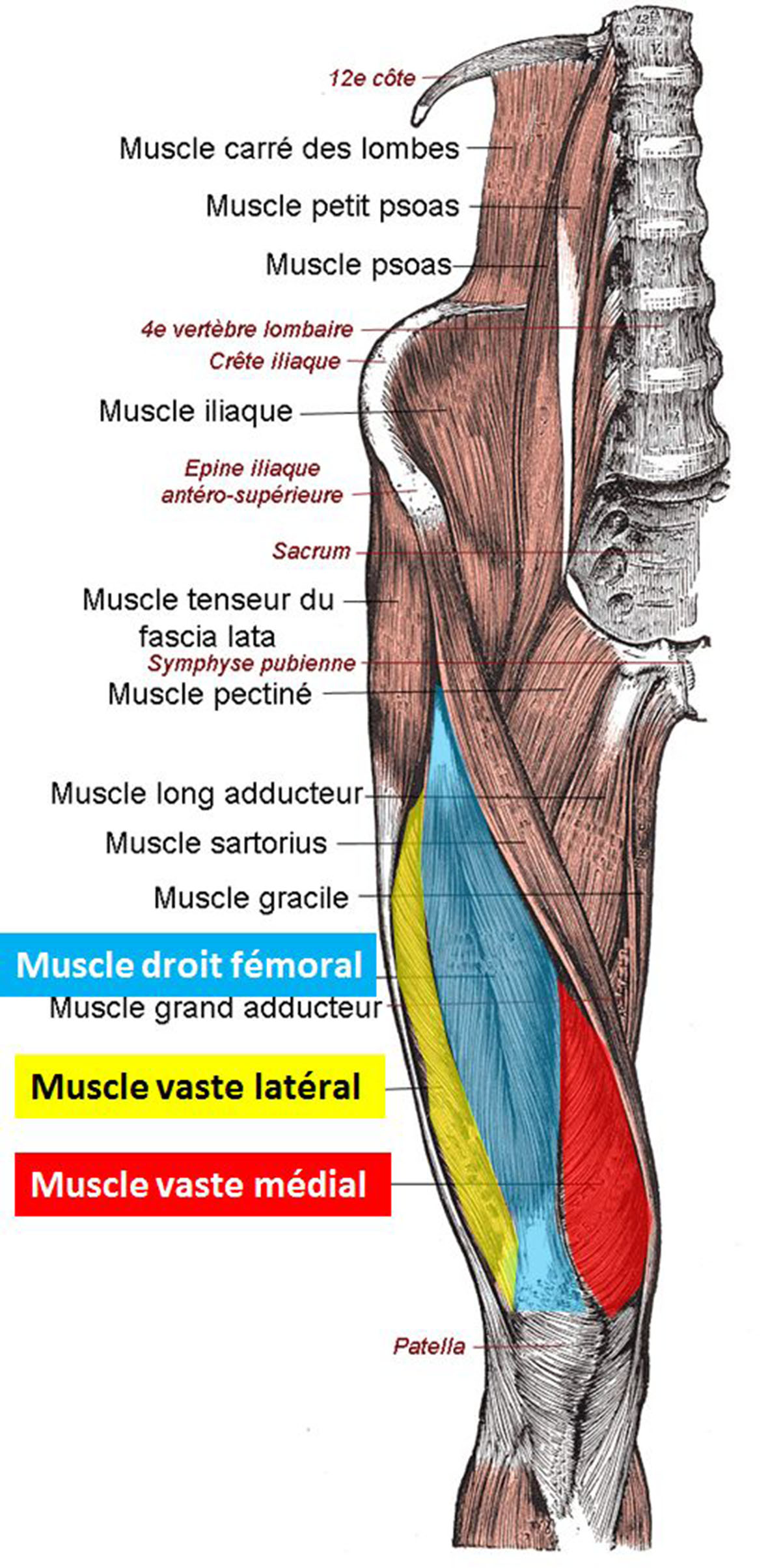 kinesiopro