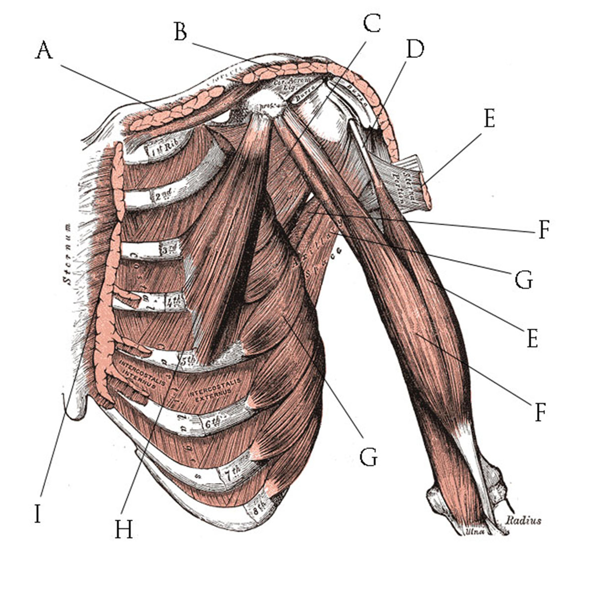 causes-of-right-arm-pain-general-center-steadyhealth