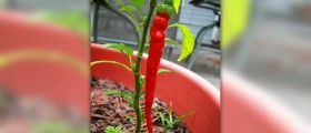 Cayenne pepper for sore throat